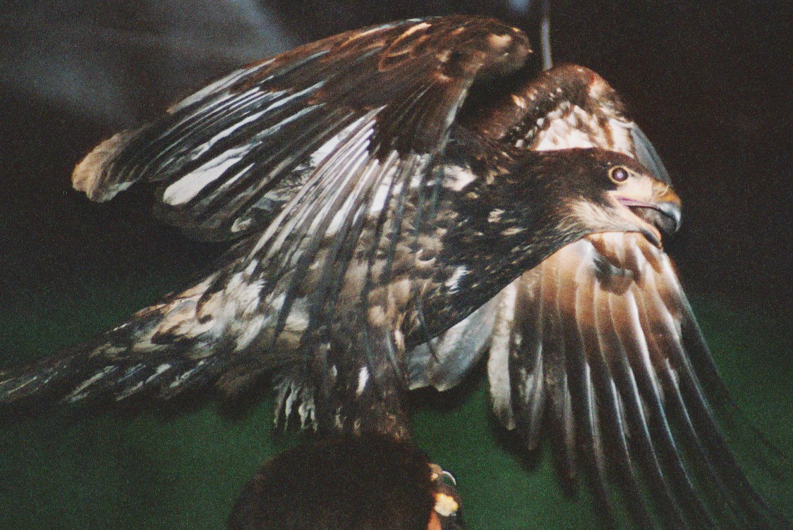 Photograph of an immature golden eagle