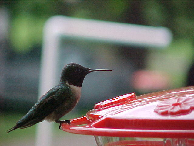 Photograph of a male ruby throated hummingbird sitting on a hummingbird feeder