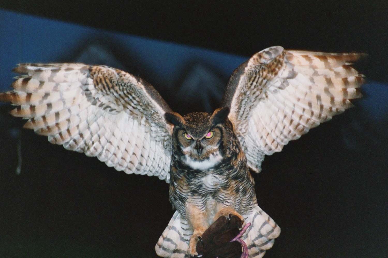 Photograph of a great horned owl, sitting on a falconer's glove