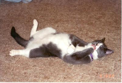 Photograph of a gray and white cat lying on its back