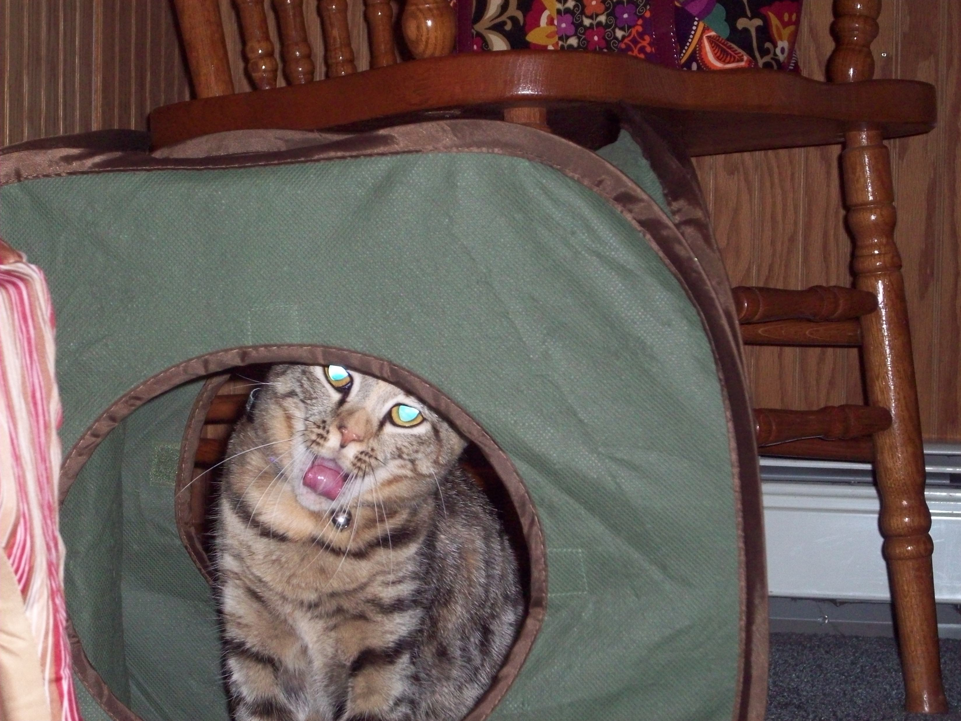 Photograph of a brown tabby cat sitting in what looks like a laundry basket or partially constructed tent
