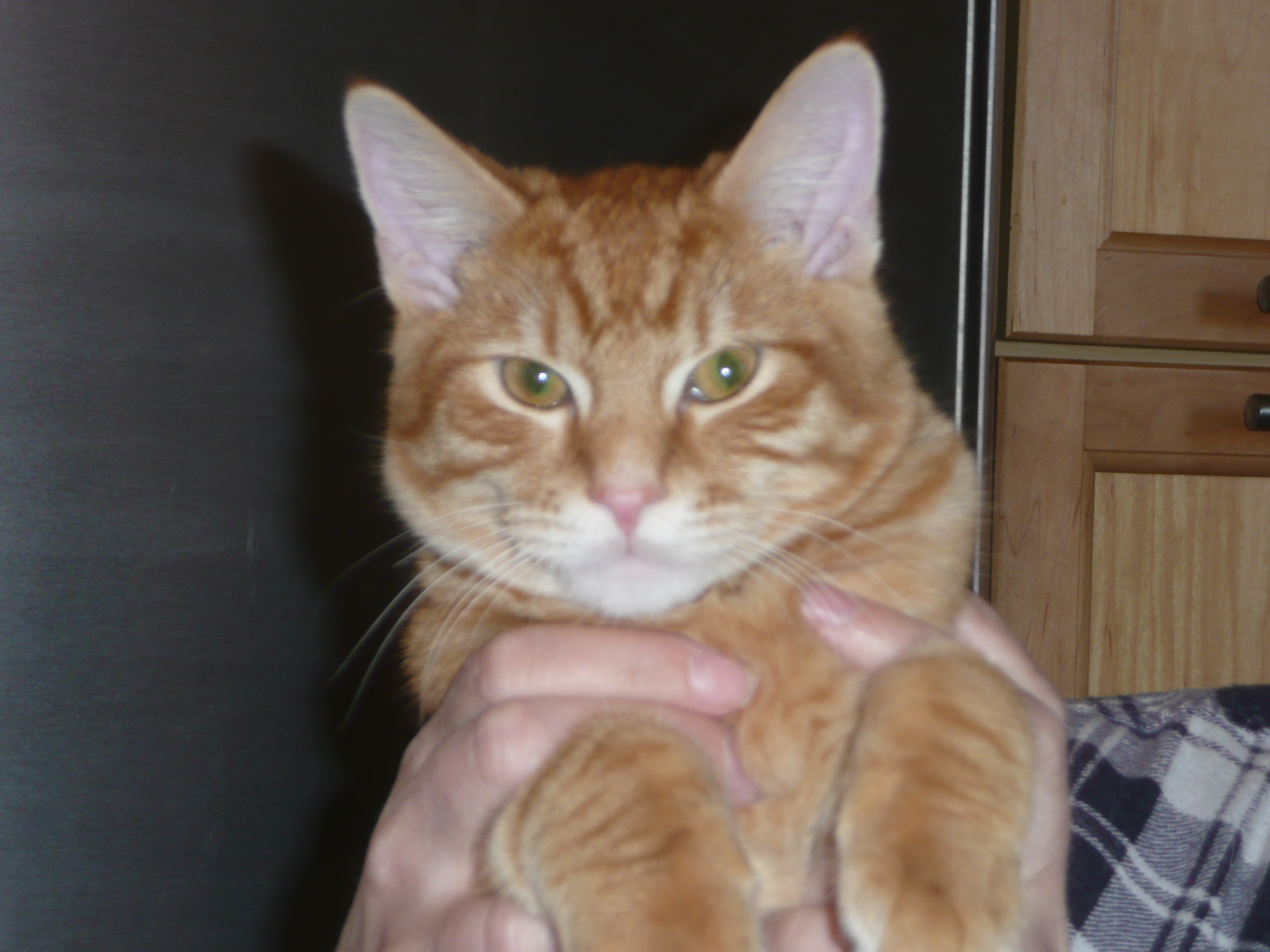 Close-up photograph of an orange tabby cat being held up to the camera