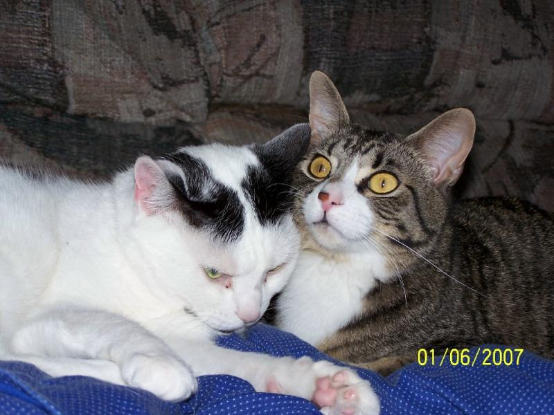 Photograph of a white cat with black markings and a brown tabby with orange eyes lying next to each other. There is a time stamp that reads '01/06/2007' or January sixth, two thousand and seven.